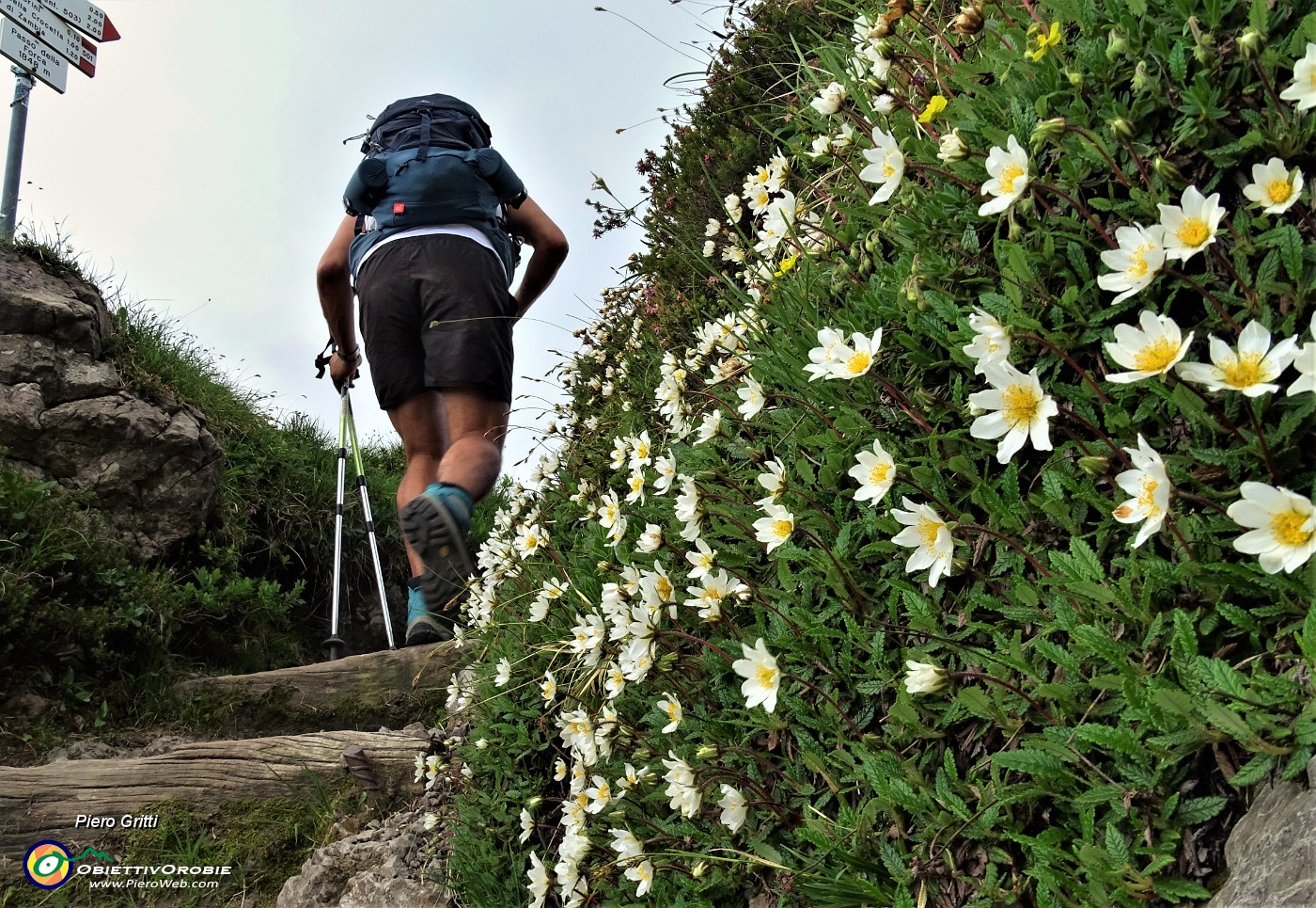 23 Bouquet di  Camedrio alpino (Dryas octopetala)  anche per il Passo della Forca (1848 m) .JPG